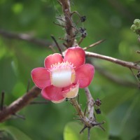 Couroupita guianensis Aubl.